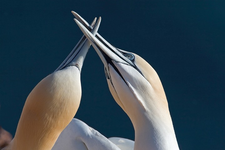 Basstlpel Morus bassanus Northern Gannet 